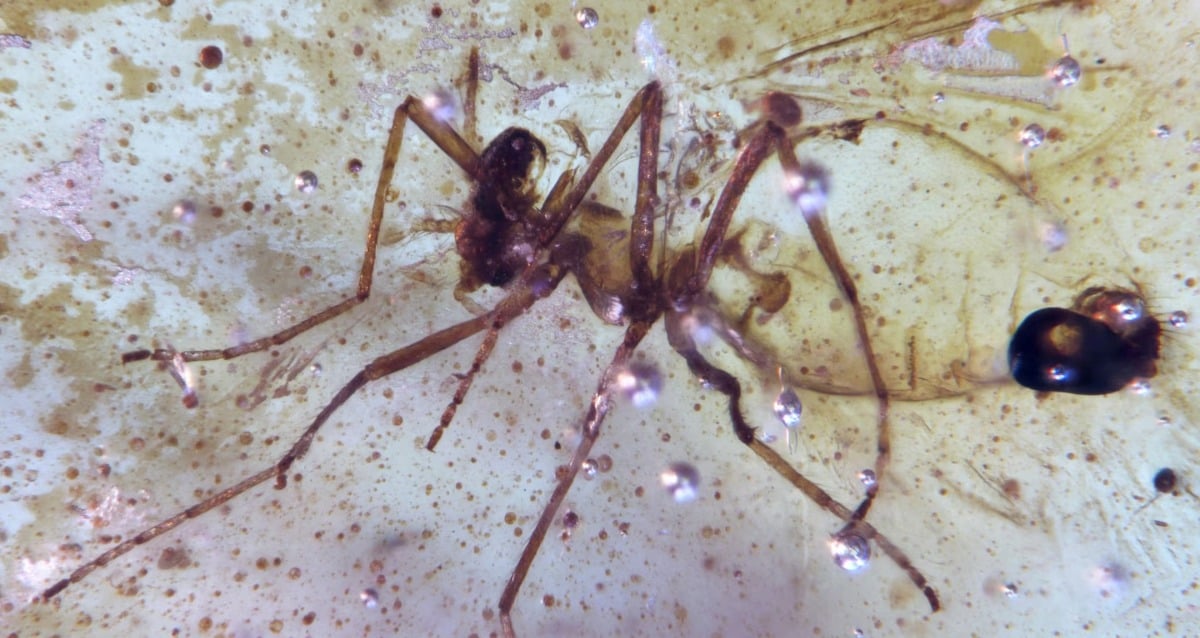 Prehistoric Insects And Spiderweb Found In Amber In Ecuador