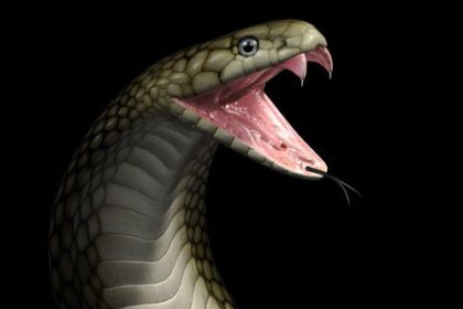 10 Unusual Beverages Made with Strange Ingredients