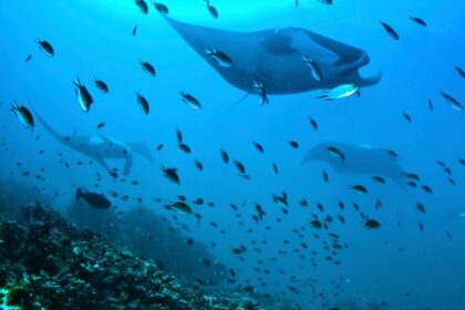 Ten Bizarre Creatures from Beneath the Waves