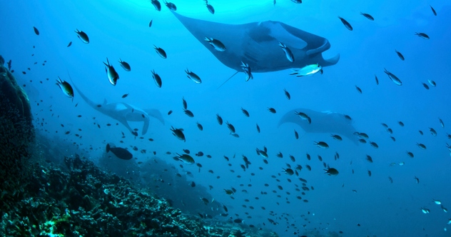 Ten Bizarre Creatures from Beneath the Waves