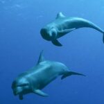 Ten Animal Bodily Fluids and Their Extraordinary Uses