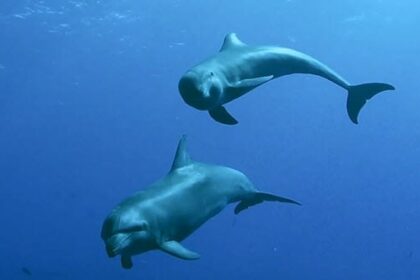 Ten Animal Bodily Fluids and Their Extraordinary Uses