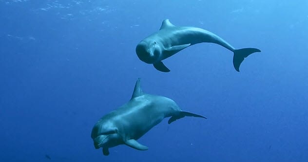 Ten Animal Bodily Fluids and Their Extraordinary Uses