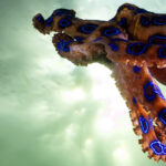 25 Surprising Ocean Facts Most People Don’t Know