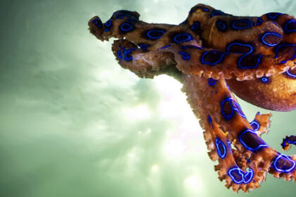 25 Surprising Ocean Facts Most People Don’t Know