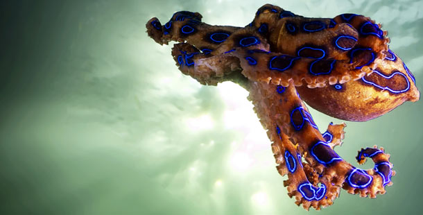 25 Surprising Ocean Facts Most People Don’t Know