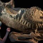 ‘Mummy’ Dinosaur Fossil With Preserved Skin Found In Wyoming