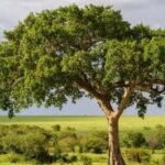 ‘Rocks’ Made By Fig Trees Could Slow Climate Change