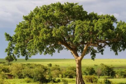 ‘Rocks’ Made By Fig Trees Could Slow Climate Change