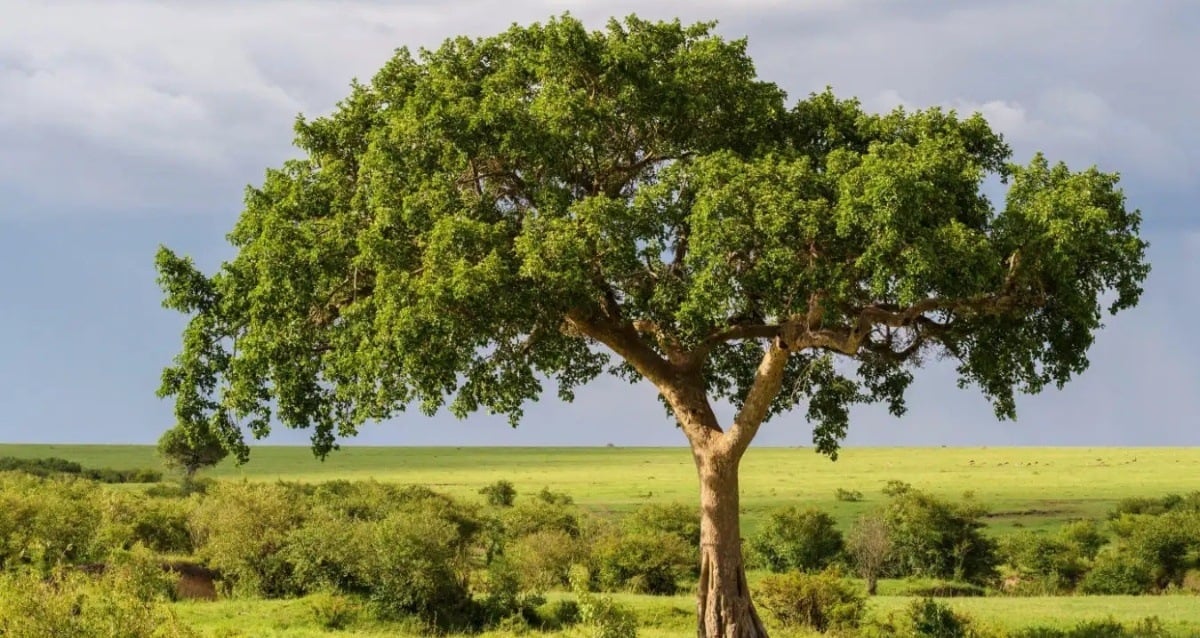 ‘Rocks’ Made By Fig Trees Could Slow Climate Change