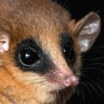 Researchers Discover A New Marsupial Species In Peru