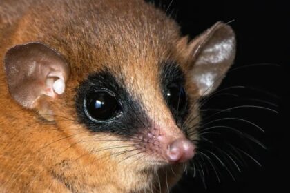 Researchers Discover A New Marsupial Species In Peru