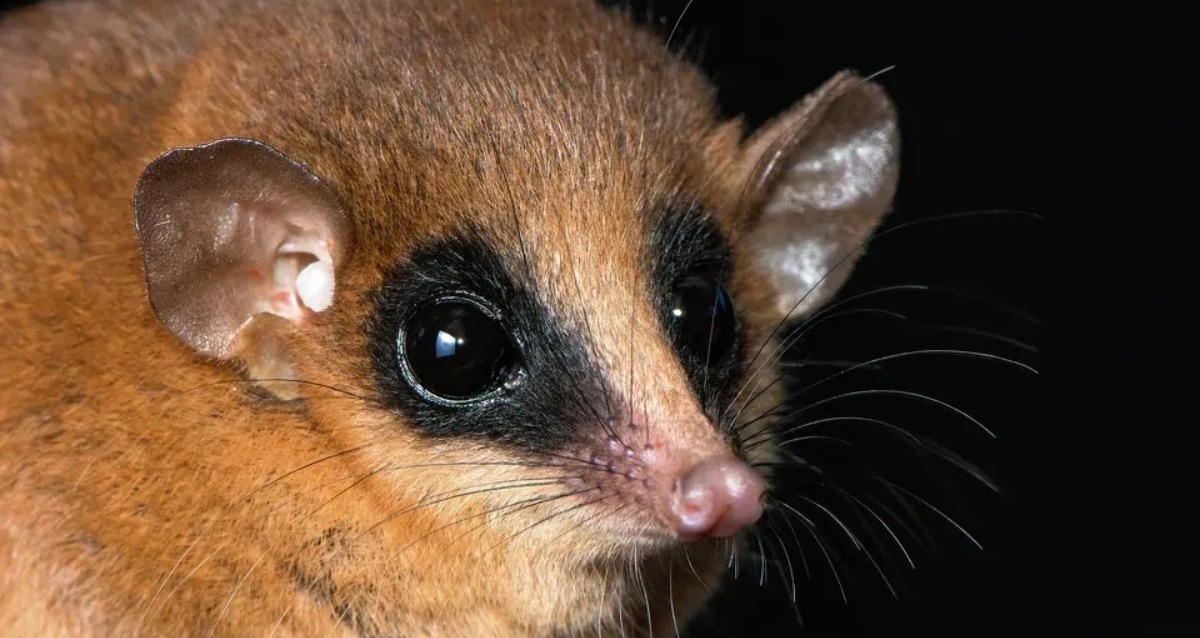 Researchers Discover A New Marsupial Species In Peru