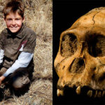 The Missing Link In Human Evolution