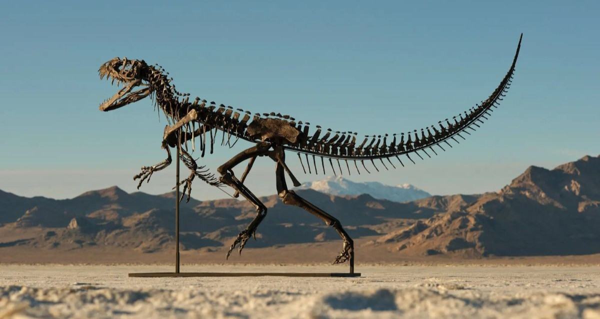 Rare Skeleton Of A Ceratosaurus Sells For .5 Million At Auction