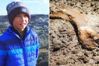 12-Year-Old Finds 69 Million-Year-Old Dinosaur Fossil While Hiking