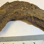 Study Of 1,300-Year-Old Poop Reveals Host Of Parasites