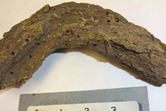 Study Of 1,300-Year-Old Poop Reveals Host Of Parasites