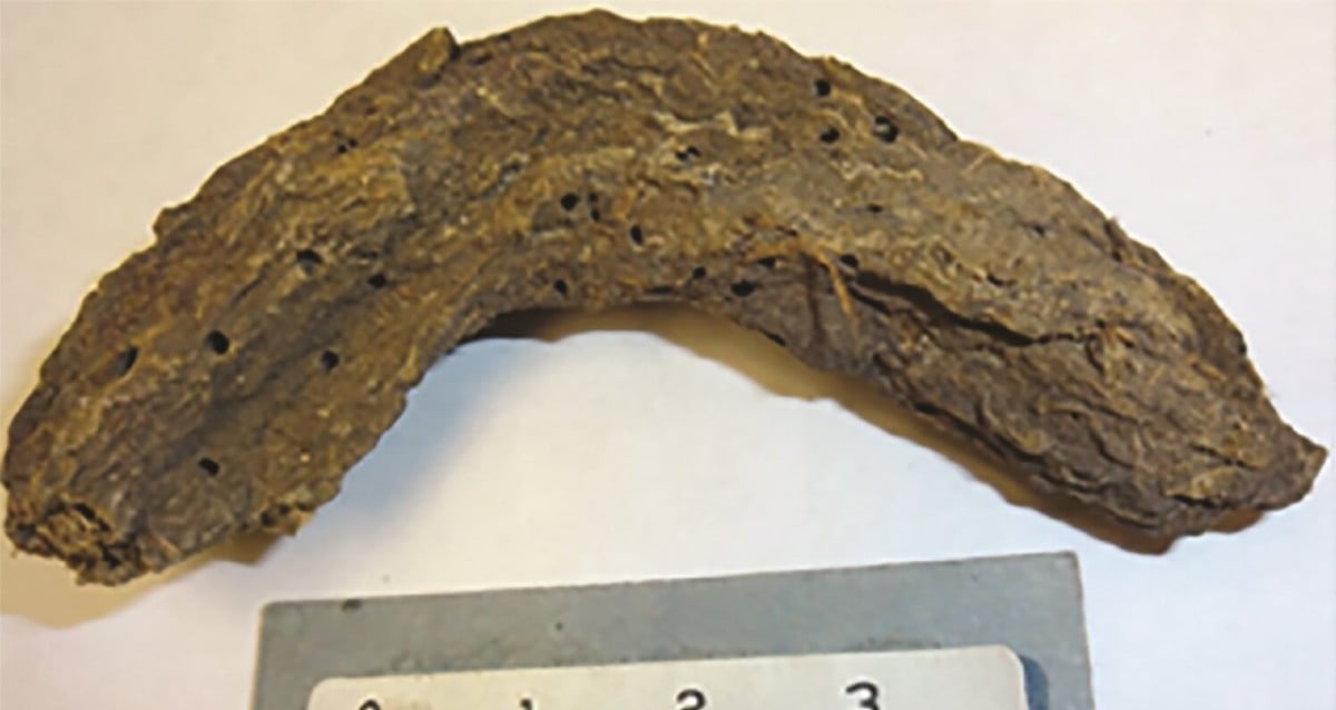 Study Of 1,300-Year-Old Poop Reveals Host Of Parasites