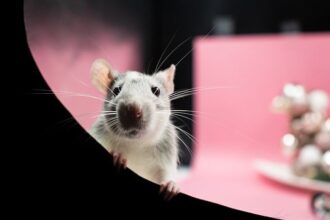 10 Facts That Will Make You Look at Rats in a New Light