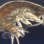 Cocaine Found In Every Shrimp Tested In England’s Waterways