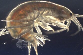 Cocaine Found In Every Shrimp Tested In England’s Waterways