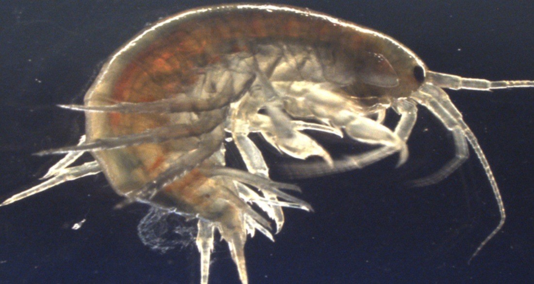 Cocaine Found In Every Shrimp Tested In England’s Waterways