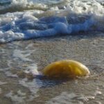 10 Mysterious Beach Objects – Listverse