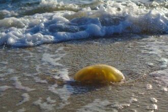 10 Mysterious Beach Objects – Listverse