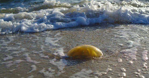 10 Mysterious Beach Objects – Listverse