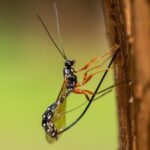 Ten Formidable Bugs and Insects That Scientists Recently Discovered