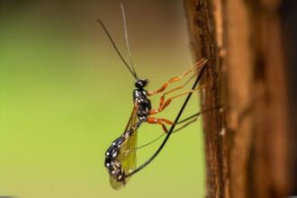 Ten Formidable Bugs and Insects That Scientists Recently Discovered