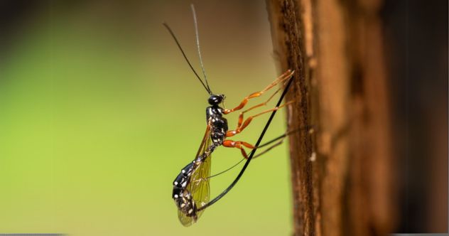 Ten Formidable Bugs and Insects That Scientists Recently Discovered