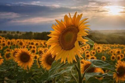 Ten Tiny Kansas Towns with Strange Claims to Fame