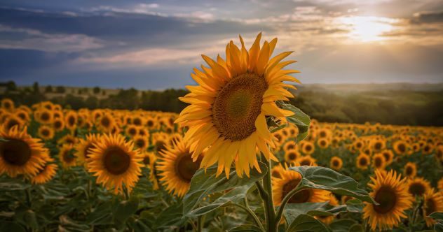 Ten Tiny Kansas Towns with Strange Claims to Fame