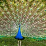 Ten Mind-Boggling Discoveries About Birds