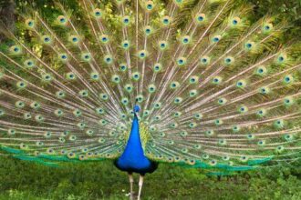 Ten Mind-Boggling Discoveries About Birds