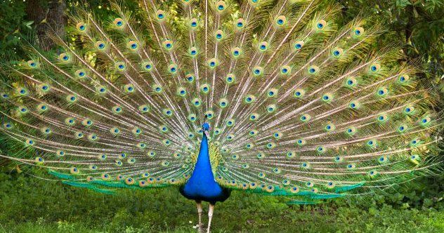 Ten Mind-Boggling Discoveries About Birds