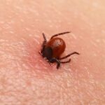 10 Insects That Call Human Bodies Their Home