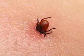 10 Insects That Call Human Bodies Their Home