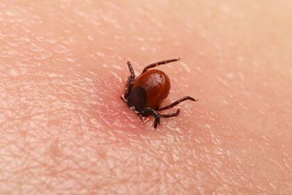 10 Insects That Call Human Bodies Their Home