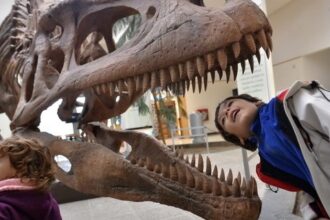 Scientists Figure Out Exactly How Strong A T. Rex Bite Was