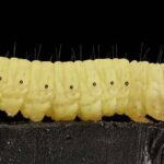 Waxworm Caterpillars May Be The Solution To Earth’s Plastic Problem