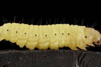 Waxworm Caterpillars May Be The Solution To Earth’s Plastic Problem