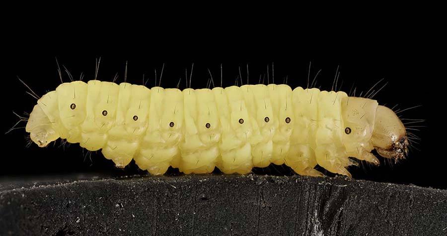 Waxworm Caterpillars May Be The Solution To Earth’s Plastic Problem