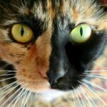 What’s the Deal With Split-Face Chimera Cats?