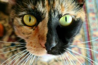 What’s the Deal With Split-Face Chimera Cats?