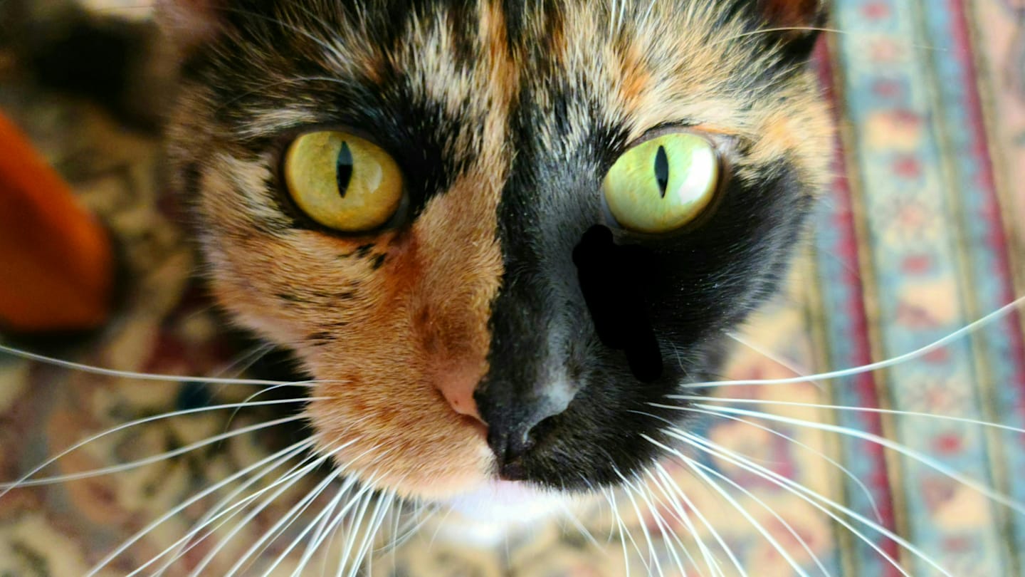 What’s the Deal With Split-Face Chimera Cats?