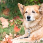 The Most Stressful States for Pet Parents on Thanksgiving