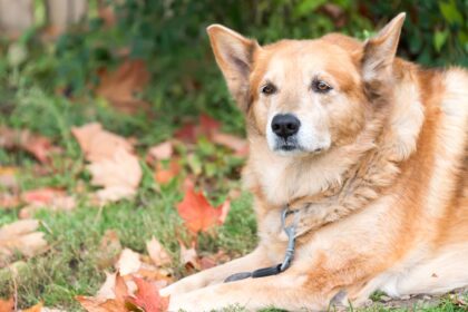 The Most Stressful States for Pet Parents on Thanksgiving